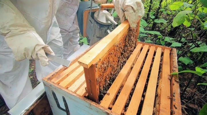 Bulk conventional PGI honey sourced from the Brazilian Atlantic Forest