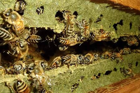 High-potency bulk raw green propolis harvested in Minas Gerais, Brazil